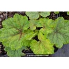 TELLIMA grandiflora 'Delphine' TELLIMA grandiflora 'Delphine'