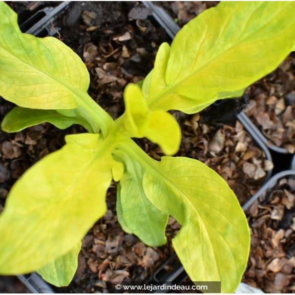 VALERIANA phu 'Aurea'