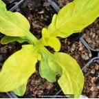 VALERIANA phu 'Aurea' VALERIANA phu 'Aurea'