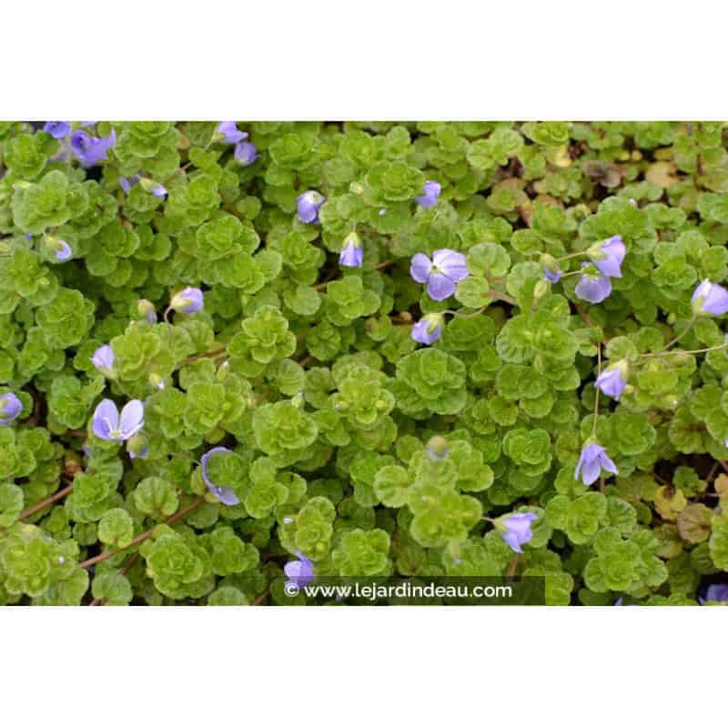 VERONICA filiformis VERONICA filiformis