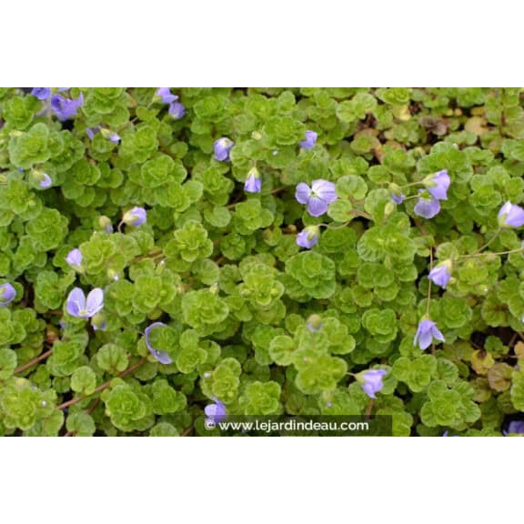 VERONICA filiformis