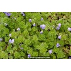 VERONICA filiformis VERONICA filiformis