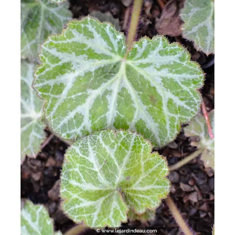SAXIFRAGA stolonifera 'Cuscutiformis' SAXIFRAGA stolonifera 'Cuscutiformis'