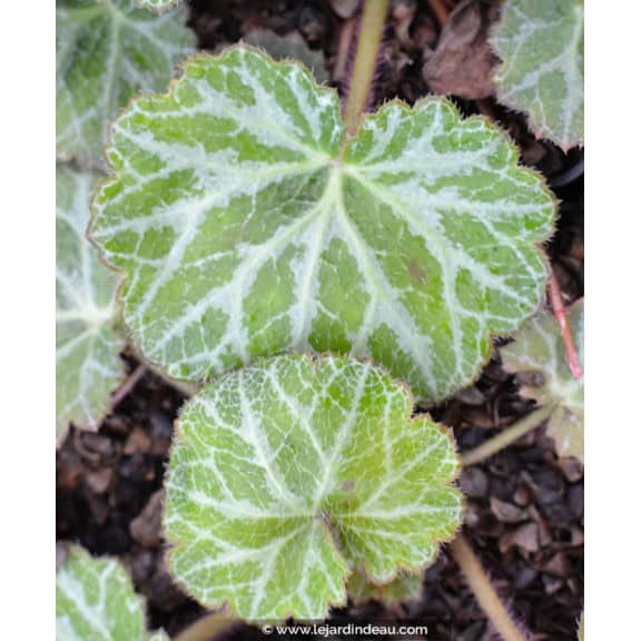 SAXIFRAGA stolonifera 'Cuscutiformis'