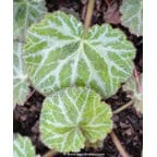 SAXIFRAGA stolonifera 'Cuscutiformis' SAXIFRAGA stolonifera 'Cuscutiformis'