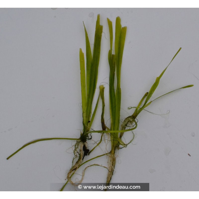 VALLISNERIA spiralis VALLISNERIA spiralis