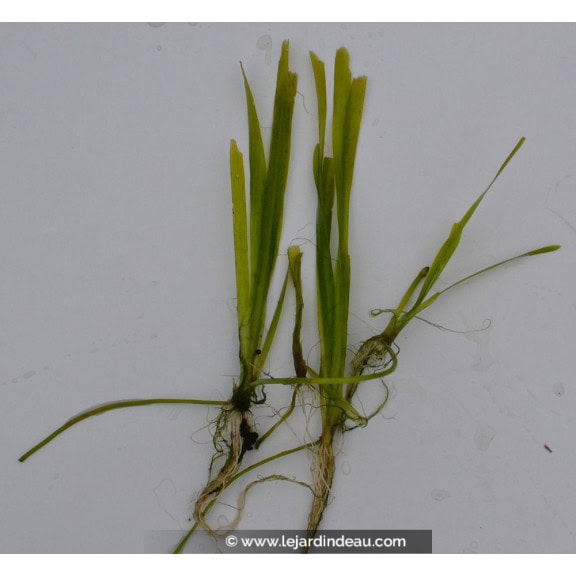 VALLISNERIA spiralis