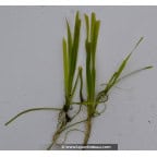 VALLISNERIA spiralis VALLISNERIA spiralis