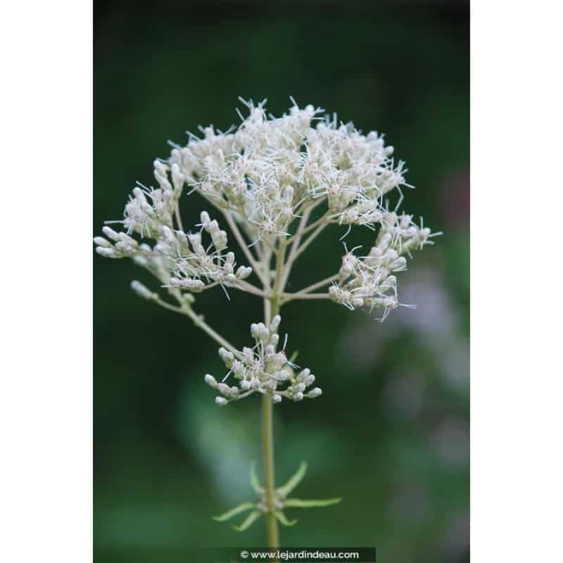 EUPATORIUM maculatum 'Album' EUPATORIUM maculatum 'Album'