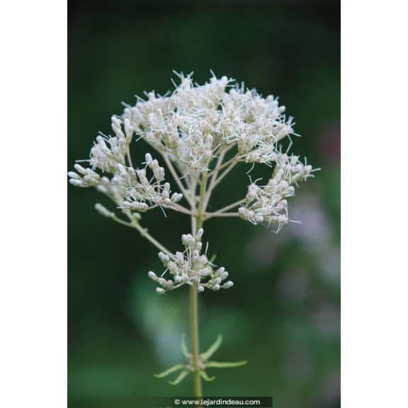 EUPATORIUM maculatum 'Album'