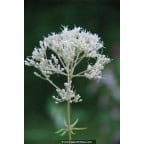 EUPATORIUM maculatum 'Album' EUPATORIUM maculatum 'Album'