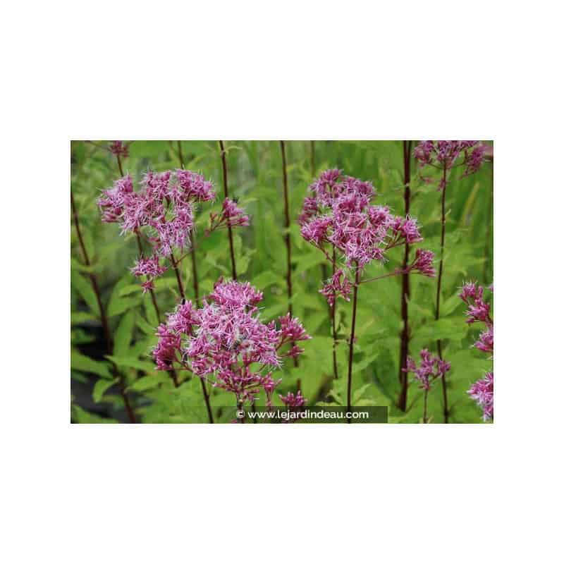 EUPATORIUM maculatum 'Purple Blush' EUPATORIUM maculatum 'Purple Blush'