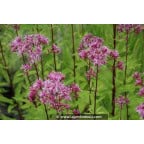 EUPATORIUM maculatum 'Purple Blush' EUPATORIUM maculatum 'Purple Blush'
