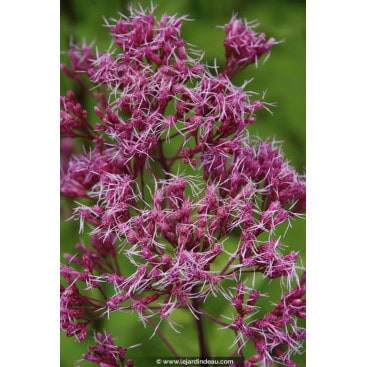 EUPATORIUM maculatum \'Purple Blush\' - Eupatoire maculée rose