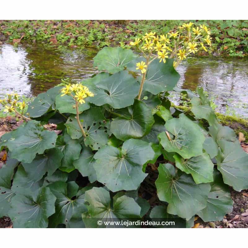 FARFUGIUM japonicum FARFUGIUM japonicum