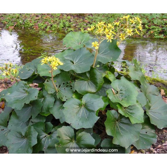 FARFUGIUM japonicum