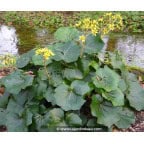 FARFUGIUM japonicum FARFUGIUM japonicum