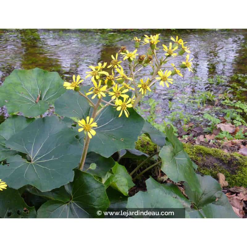 FARFUGIUM japonicum FARFUGIUM japonicum