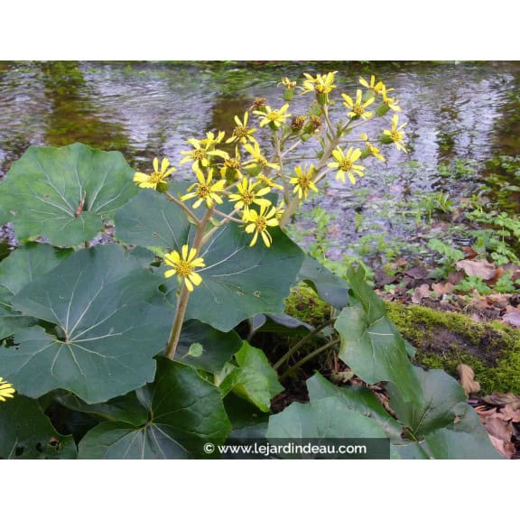 FARFUGIUM japonicum