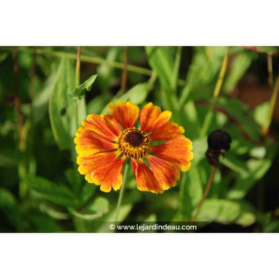 HELENIUM 'Sahin's Early Flowerer'