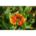 HELENIUM 'Sahin's Early Flowerer' HELENIUM 'Sahin's Early Flowerer'