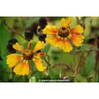 HELENIUM 'Sahin's Early Flowerer' HELENIUM 'Sahin's Early Flowerer'