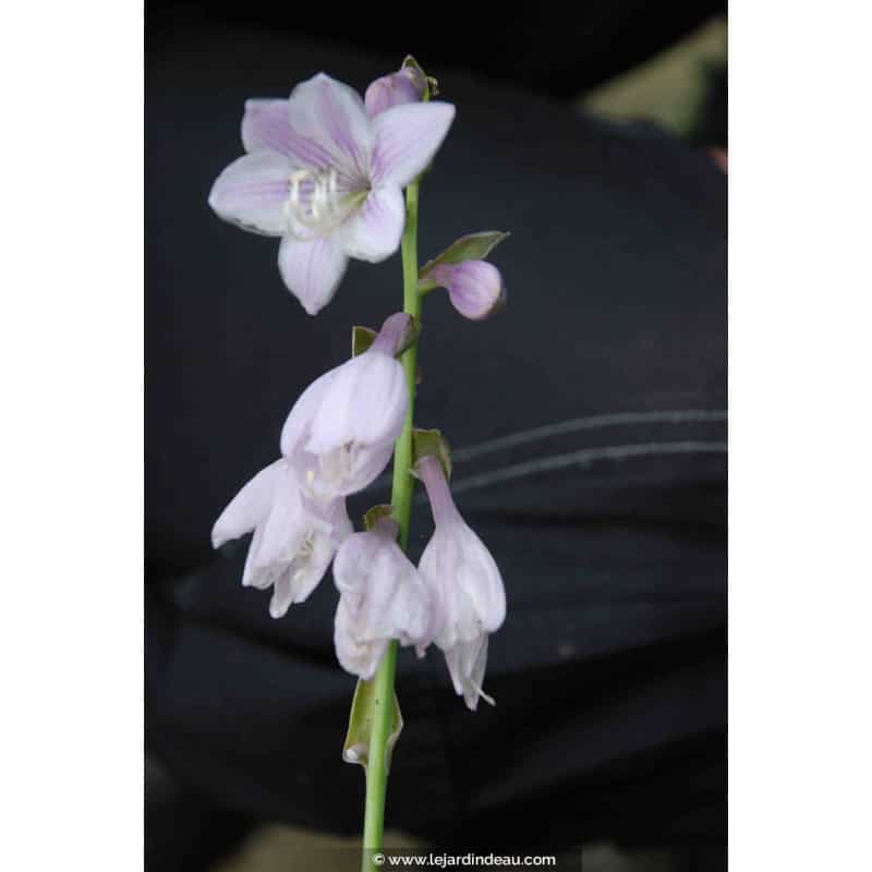 Hosta 'Wide Brim' Hosta 'Wide Brim'