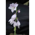 Hosta 'Wide Brim' Hosta 'Wide Brim'