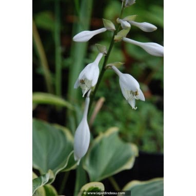 HOSTA \'Yellow River\' - Hosta, Funkia, Lis plantain