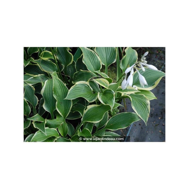 HOSTA 'Yellow River' HOSTA 'Yellow River'