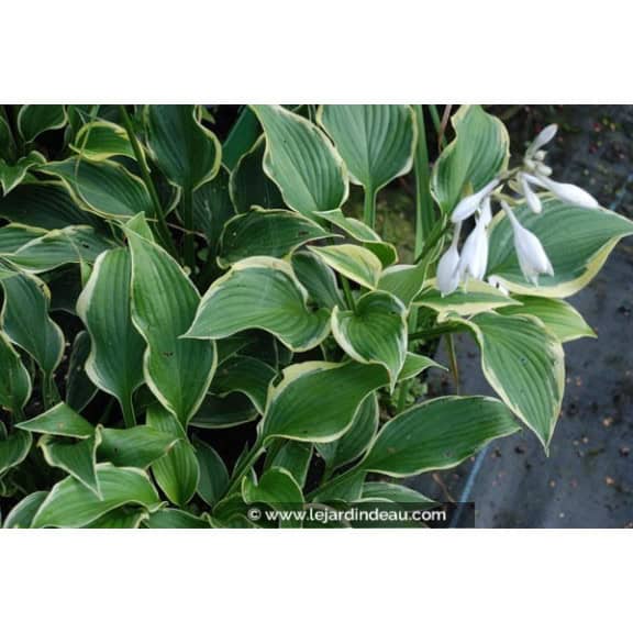 HOSTA 'Yellow River'