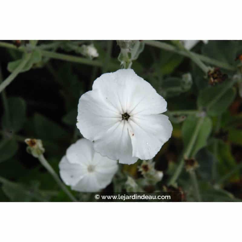 LYCHNIS coronaria 'Alba' LYCHNIS coronaria 'Alba'