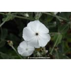LYCHNIS coronaria 'Alba' LYCHNIS coronaria 'Alba'