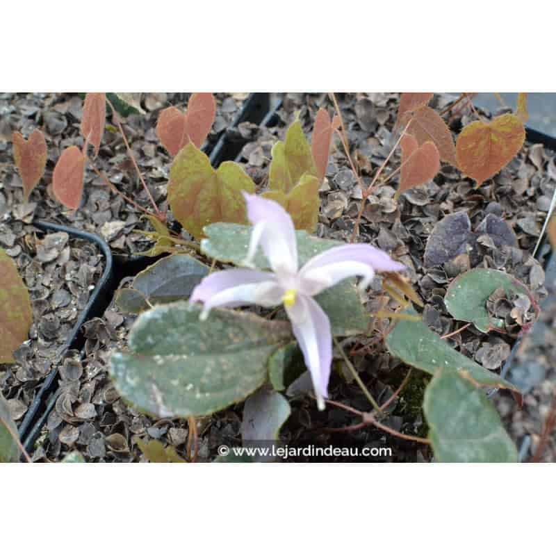 Epimedium leptorrhizum Epimedium leptorrhizum