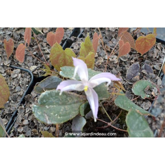 Epimedium leptorrhizum