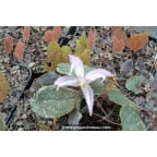 Epimedium leptorrhizum Epimedium leptorrhizum