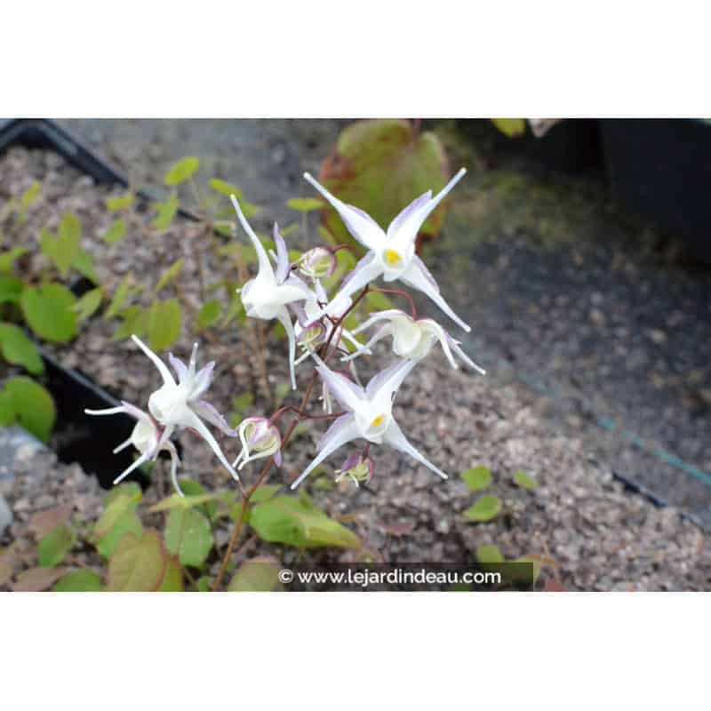 EPIMEDIUM grandiflorum 'Album' EPIMEDIUM grandiflorum 'Album'