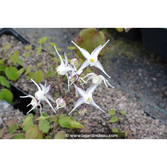 EPIMEDIUM grandiflorum 'Album'