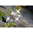 EPIMEDIUM grandiflorum 'Album' EPIMEDIUM grandiflorum 'Album'