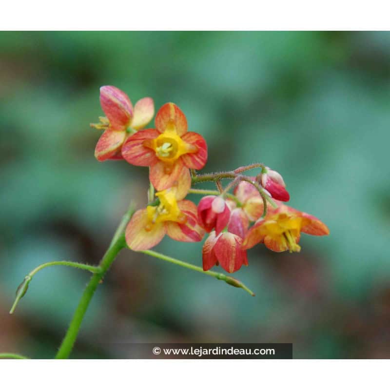 Epimedium x warleyense Epimedium x warleyense