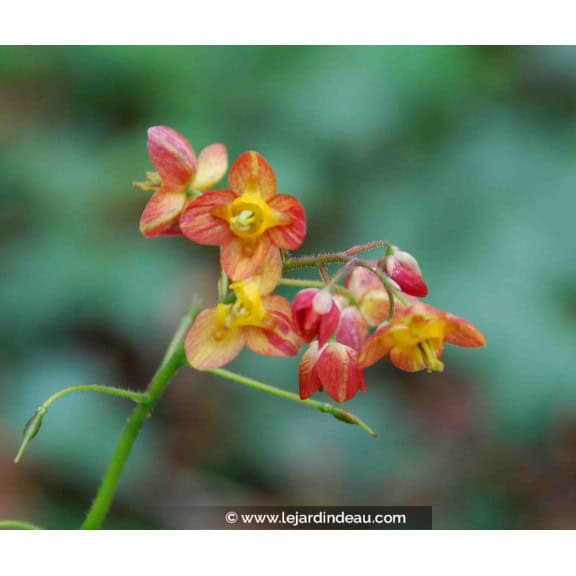 Epimedium x warleyense