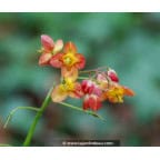 Epimedium x warleyense Epimedium x warleyense
