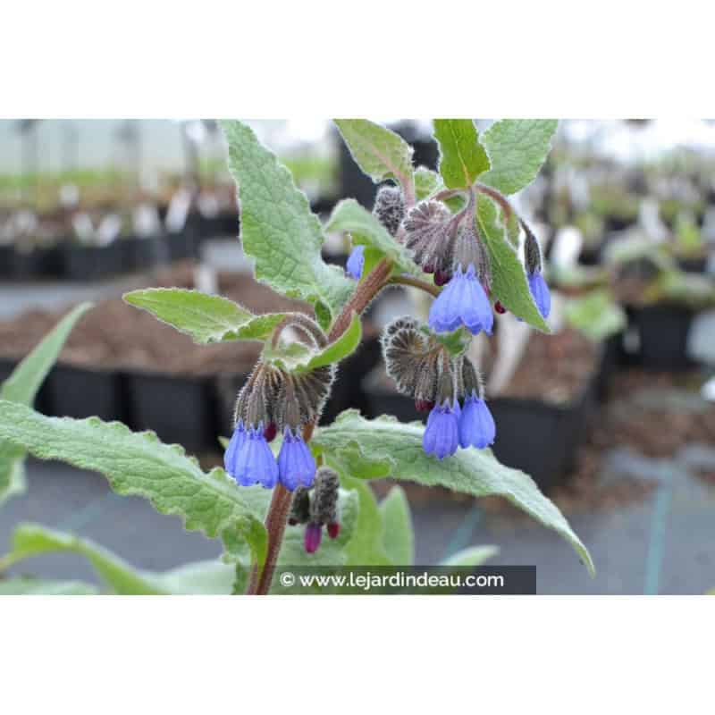 SYMPHYTUM caucasicum SYMPHYTUM caucasicum