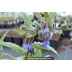 SYMPHYTUM caucasicum SYMPHYTUM caucasicum