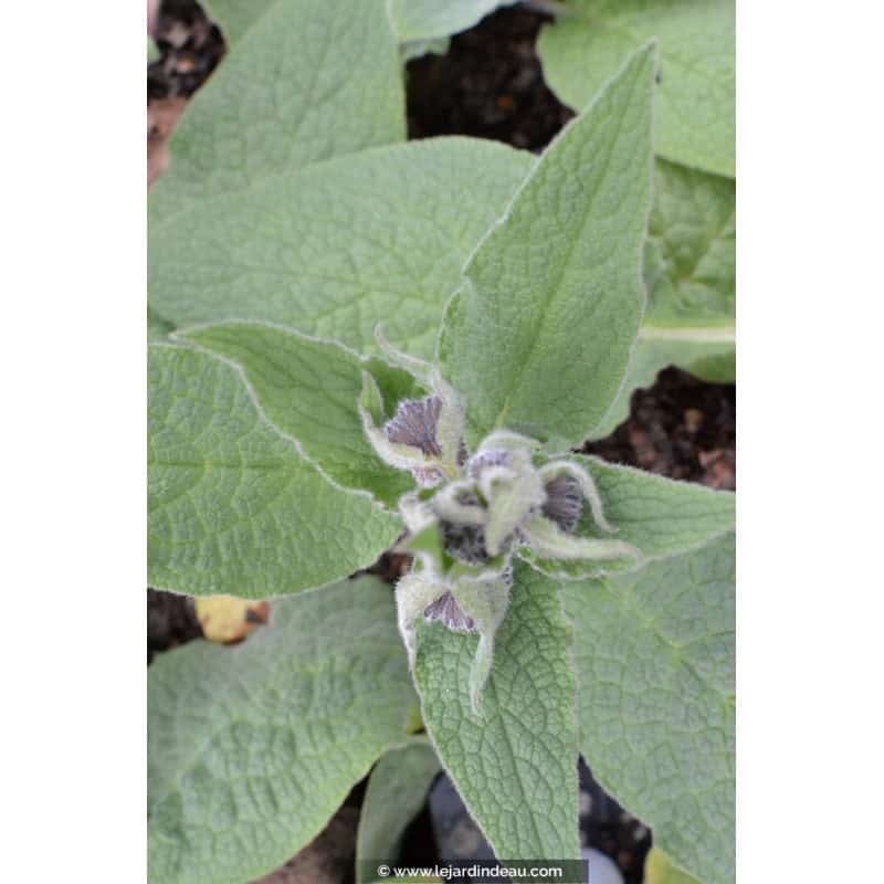 SYMPHYTUM caucasicum SYMPHYTUM caucasicum