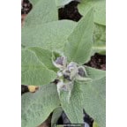 SYMPHYTUM caucasicum SYMPHYTUM caucasicum
