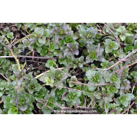 MENTHA aquatica