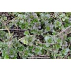 MENTHA aquatica MENTHA aquatica