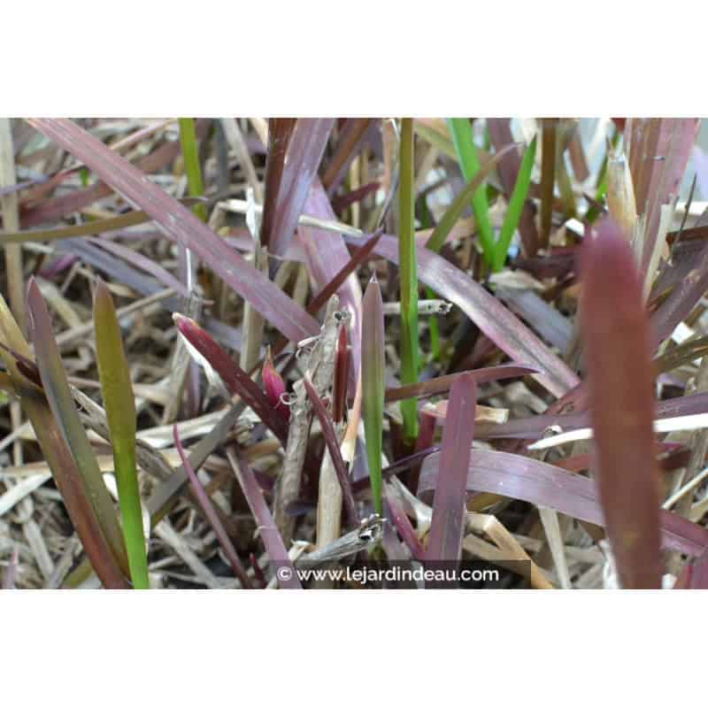 GLYCERIA maxima GLYCERIA maxima