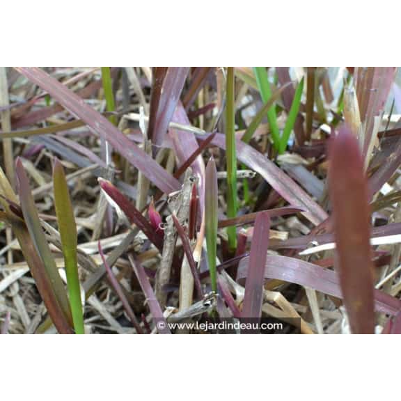 GLYCERIA maxima